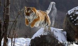 扒爷爆料东北虎视频播放,东北虎神秘视频幕后真相曝光